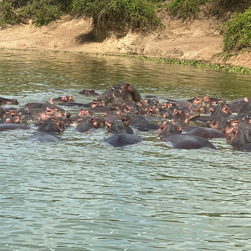 big five adventure tour to Uganda
