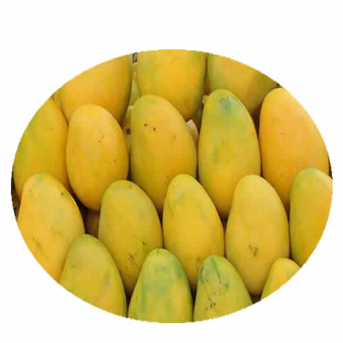 Fresh Mangoes