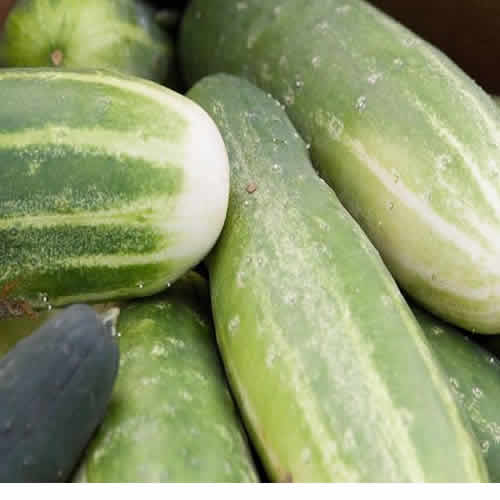 Cucumbers